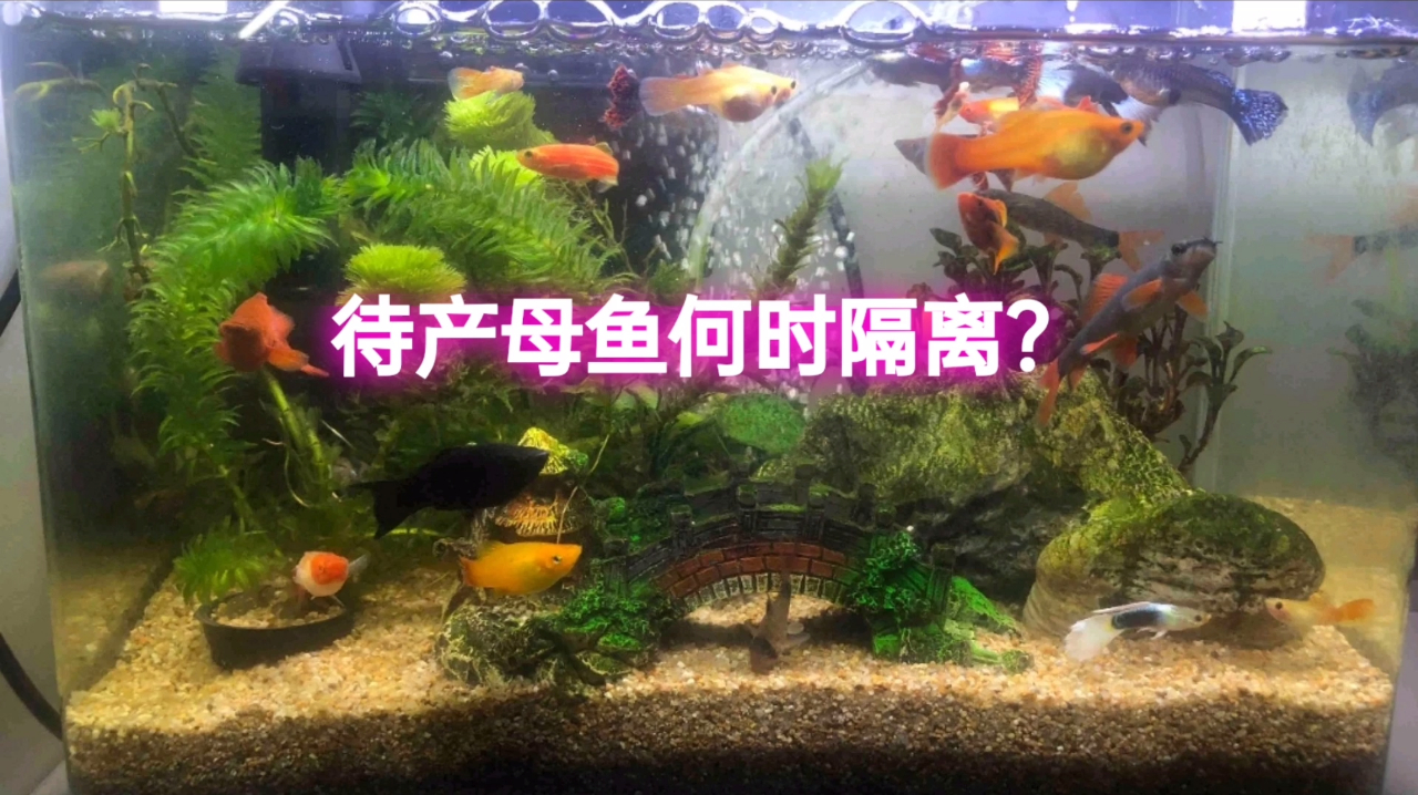新手:待产母鱼早隔离好?还是晚隔离好?余月做示范,你怎么看?