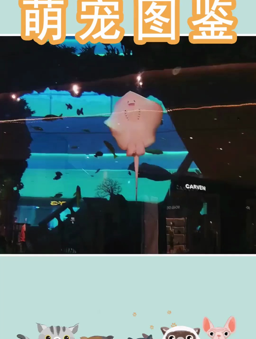 魟鱼,也叫魔鬼鱼,是鲨鱼的近亲!