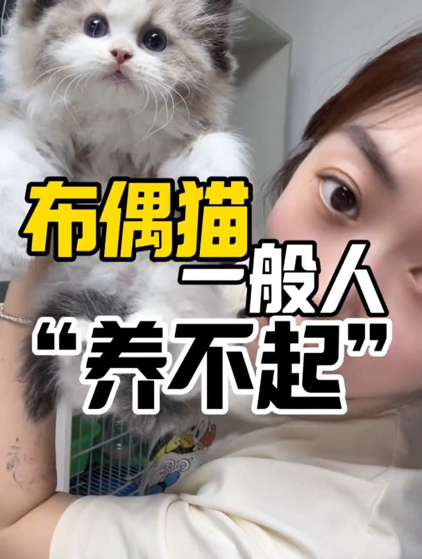 布偶猫指南:一般人养不起,能养起的都不是一般人
