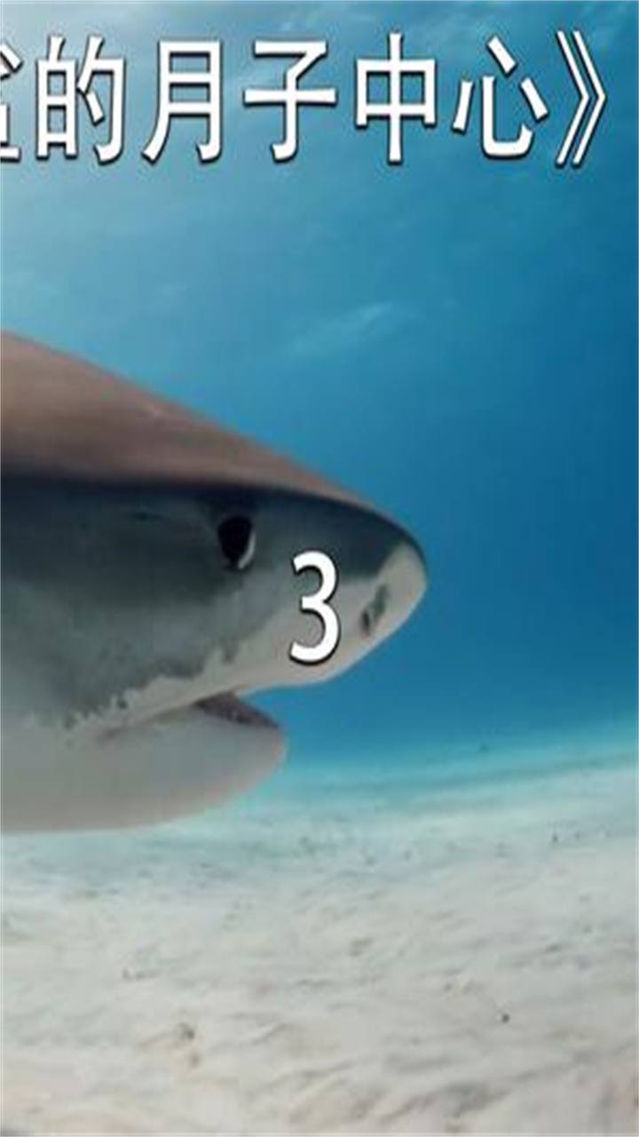 小伙为一只怀孕的鲨鱼做B超检查,发现肚子里的宝宝已经发育成型