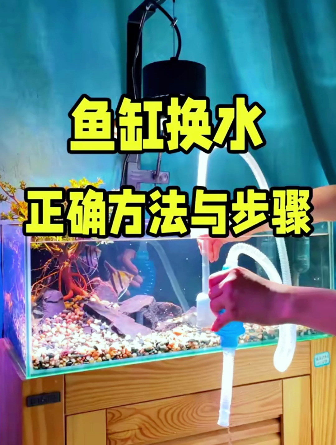 鱼缸换水正确方法与步骤!看看你换水的步骤错了没有?