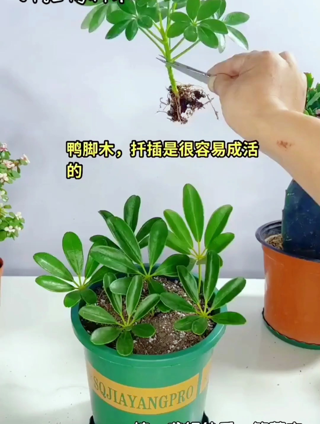 扦插鸭脚木很简单,用这种方法,插上就能活,一盆变多盆