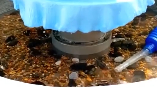 真是高手,用单车轮胎做了个鱼缸太好看了,不愧是中国制造