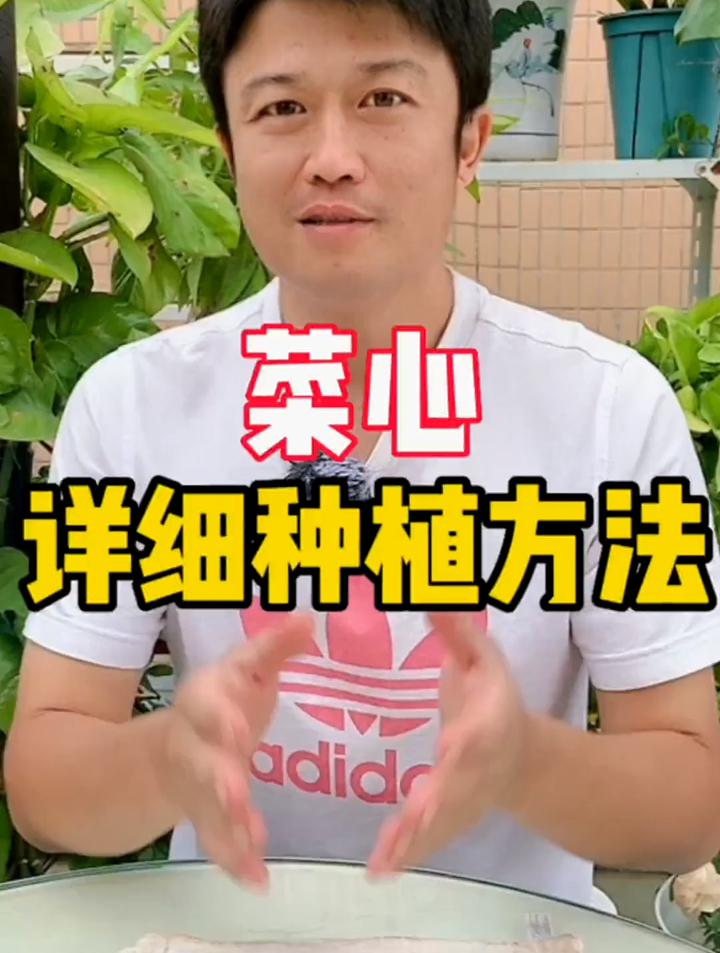 祝大家国庆节快乐!今天和大家分享菜心的详细种植方法
