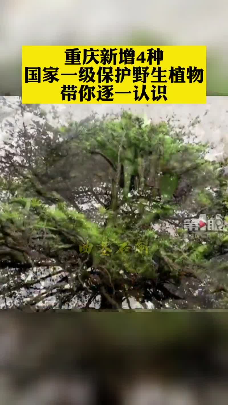 9月8日,重庆。新调整后的《国家重点保护野生植物名录》正式公布。重庆新增4种国家一级保护野