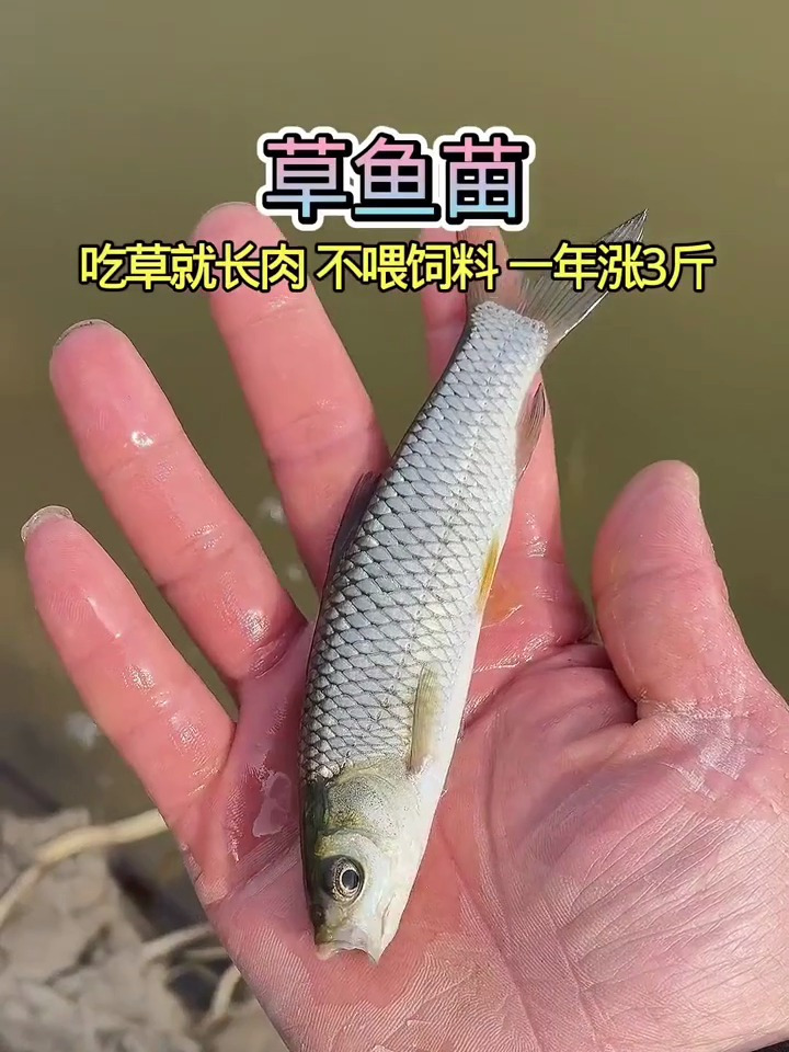 大草鱼苗淡水养殖食用皖鱼特大规格半斤一斤20厘米草鱼苗批发按斤