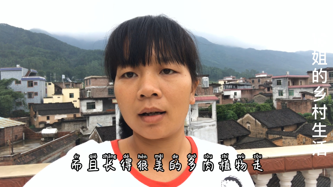 出状态为蓝色,枝干又爱冒侧芽,很好养的多肉,新手值得入手