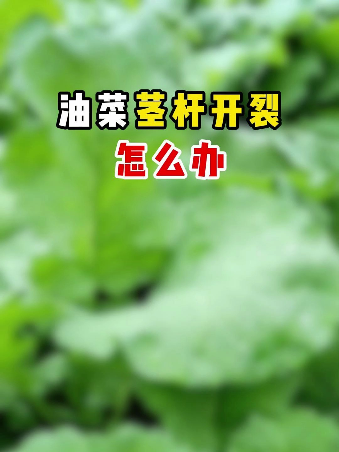 一个视频教会你,油菜茎杆开裂应该怎么处理