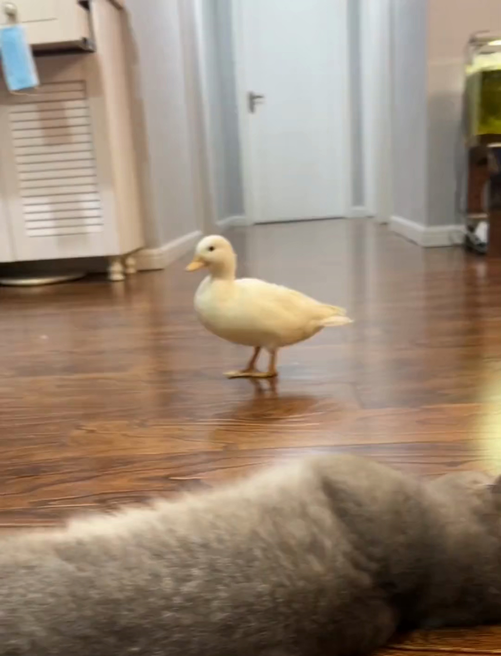 我家猫咪与鸭子奇怪的相处模式！