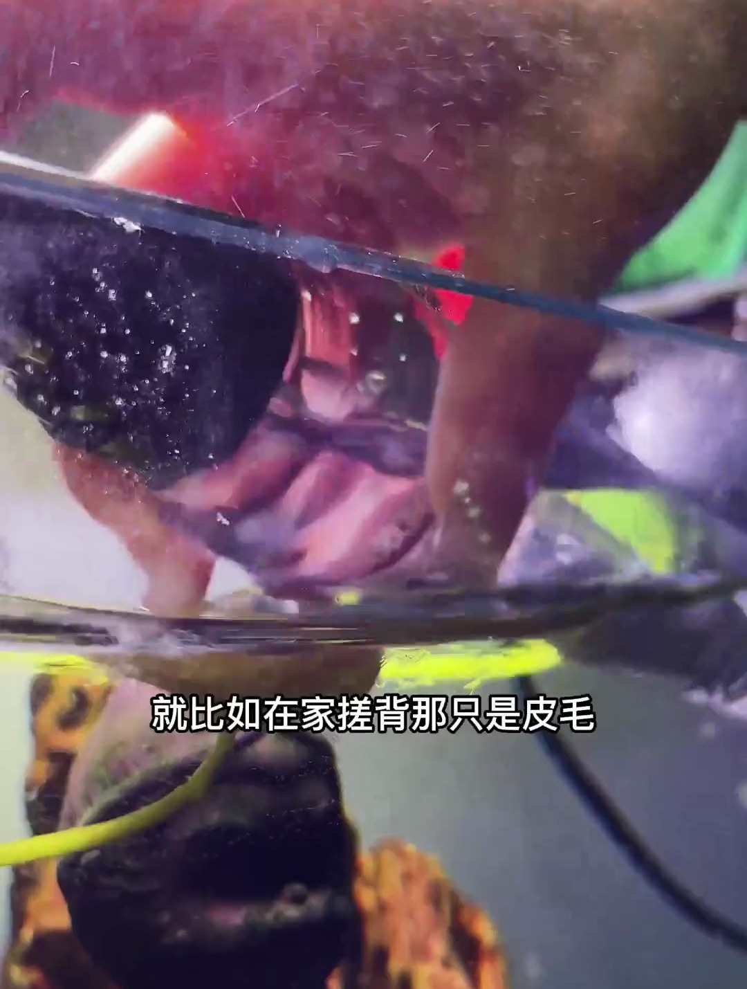 除垢剂清理鱼缸玻璃,有鱼也能用,也可以清理不锈钢~