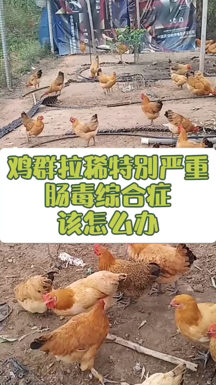 鸡拉稀怎么治疗鸡反复拉稀怎么办鸡拉稀吃什么