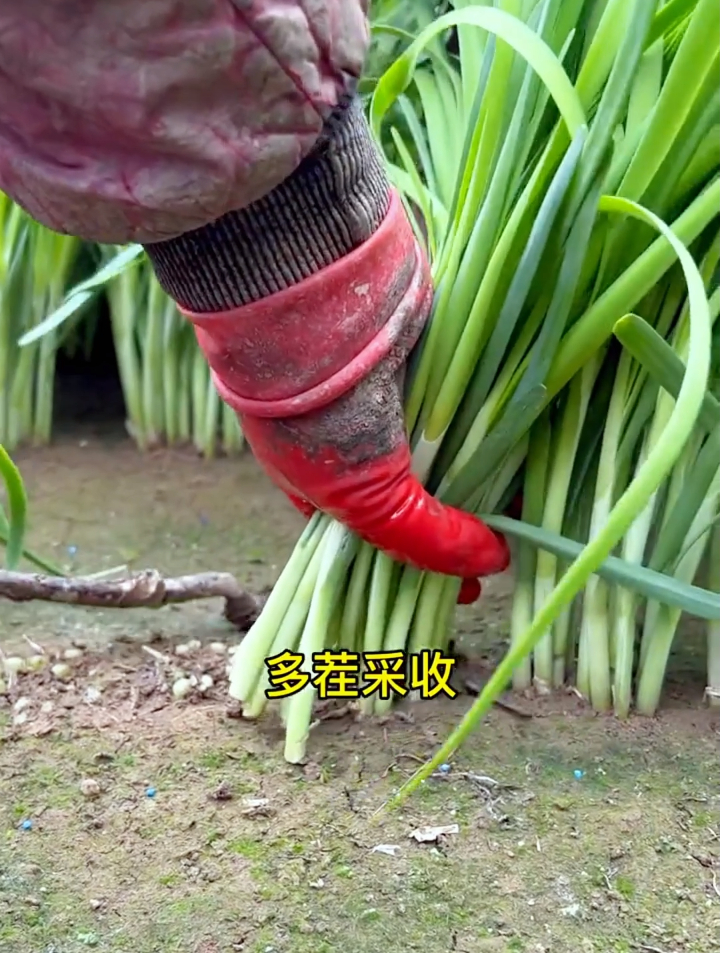 广州大妈分享种植韭菜的3个小技巧,使韭菜长的快且成活率高