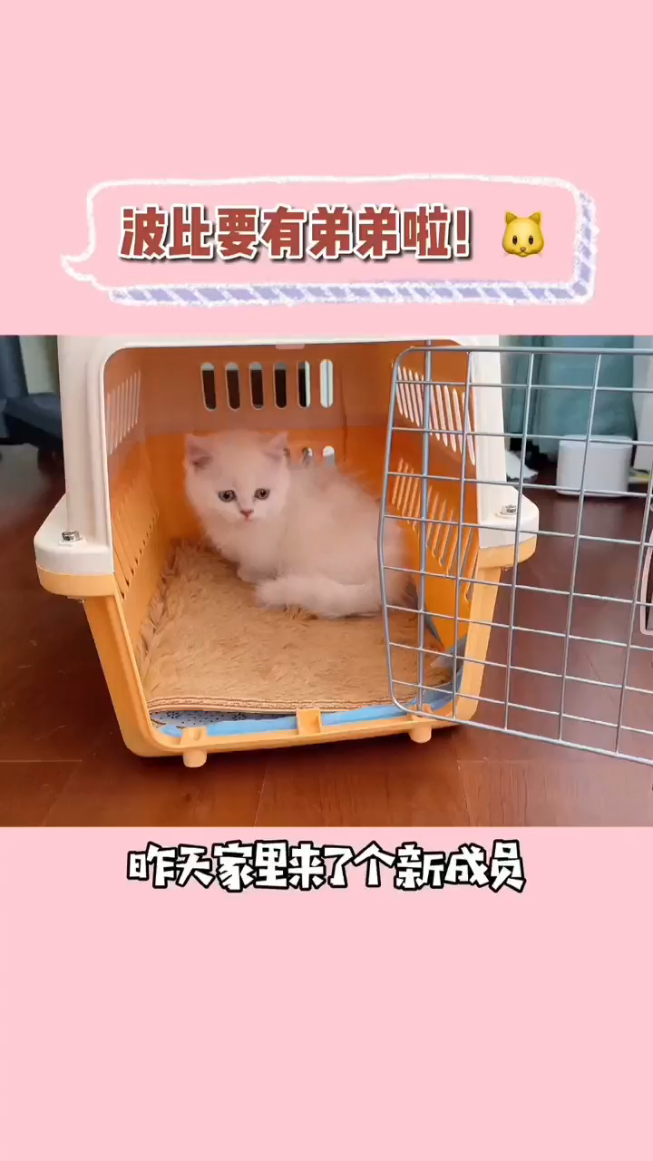 小奶猫看起来好像不太聪明的样子
