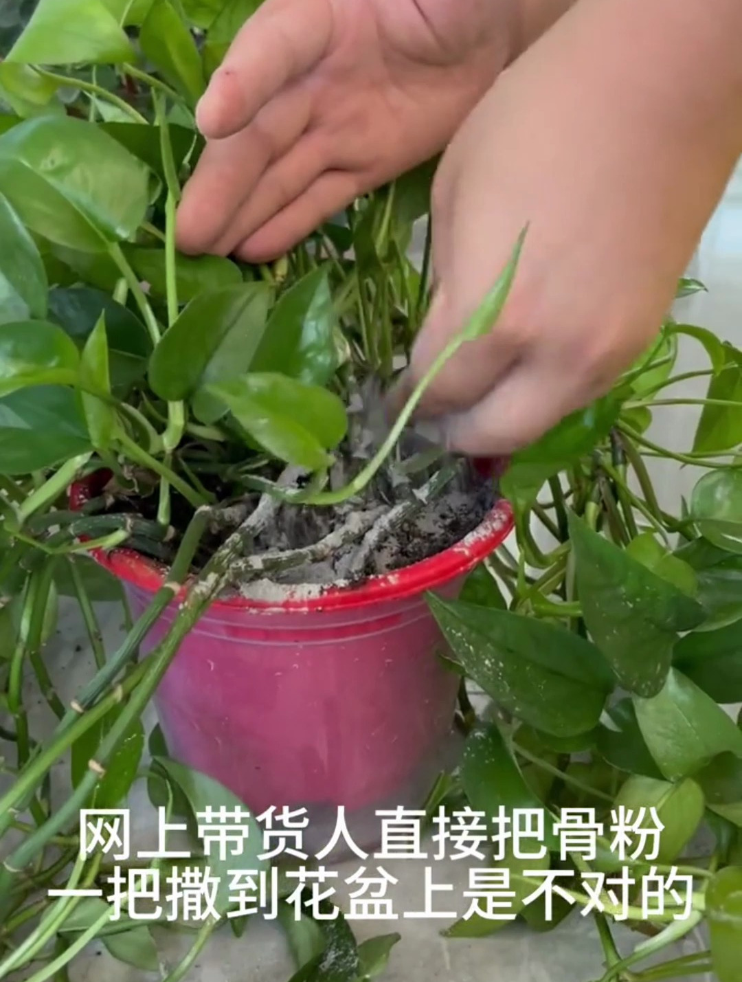 养花人都在用的促花骨粉,方法用错坐等收空盆,不会的学起来