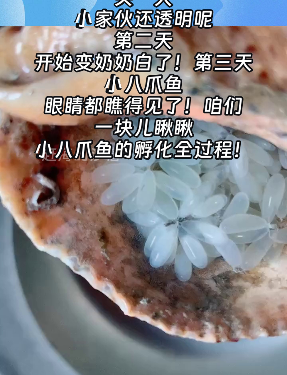 头一天,小家伙还透明呢,第二天,开始变奶奶白了!第三天,小八爪鱼,眼睛都瞧得见了!咱们一块