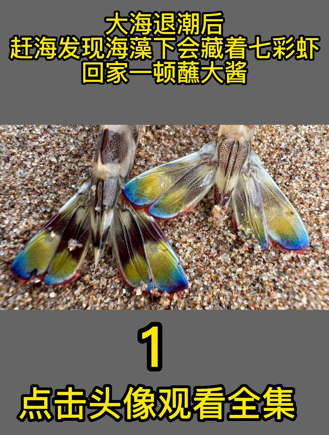 大海退潮后,赶海发现海藻下会藏着七彩虾,回家一顿蘸大酱1