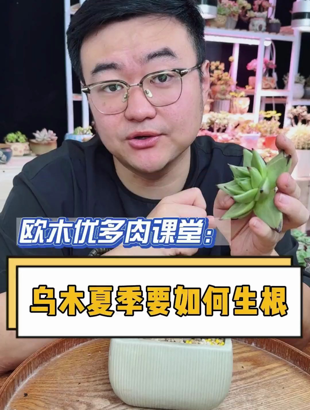 乌木在高温环境下如何快速生根?这个视频告诉你 多肉 多肉植物
