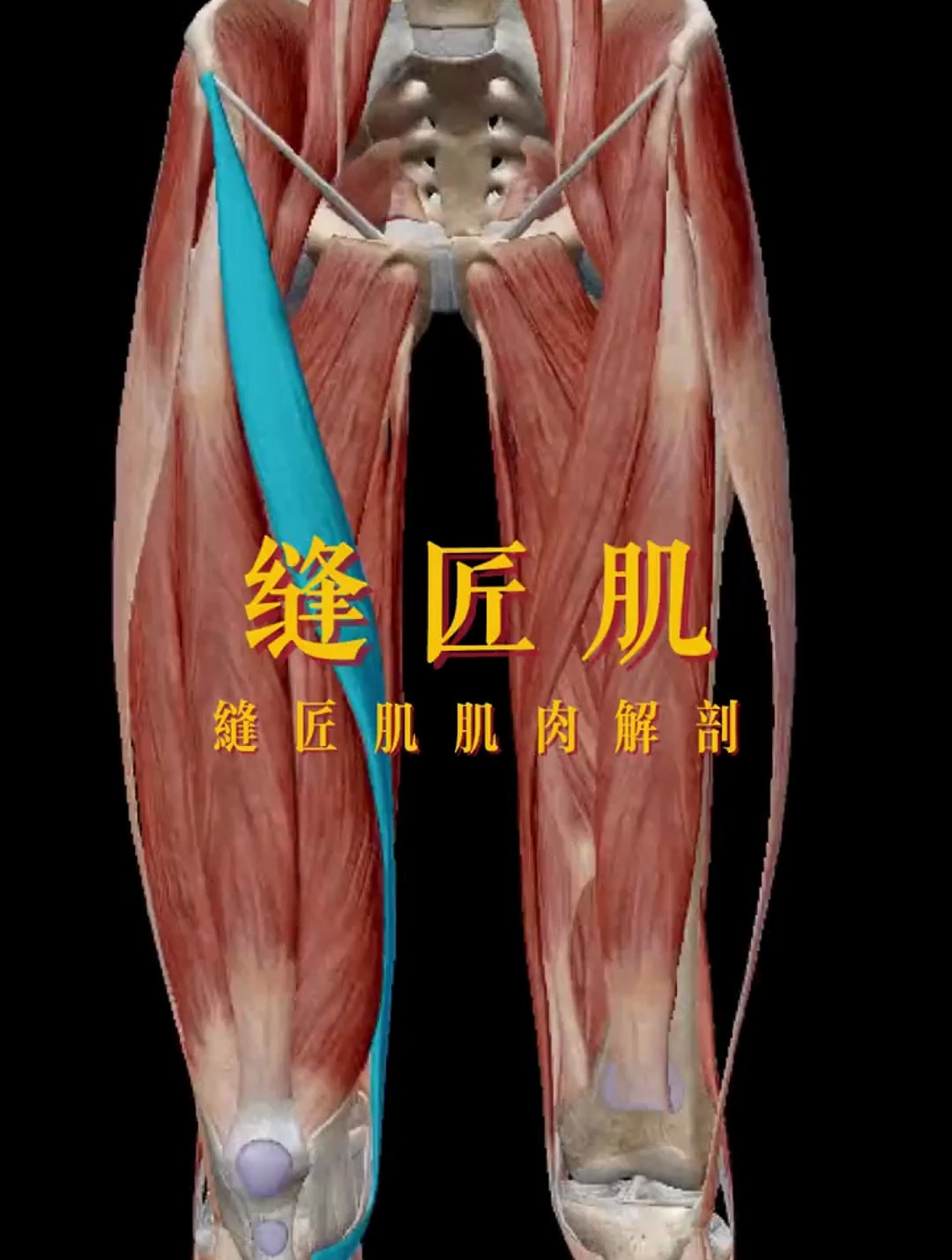 解读人体结构——缝匠肌,它是全身最长的肌肉,你知道吗