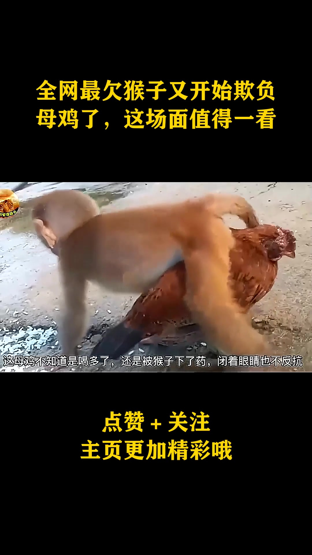 全网最欠猴子又开始欺负母鸡了,这场面值得一看