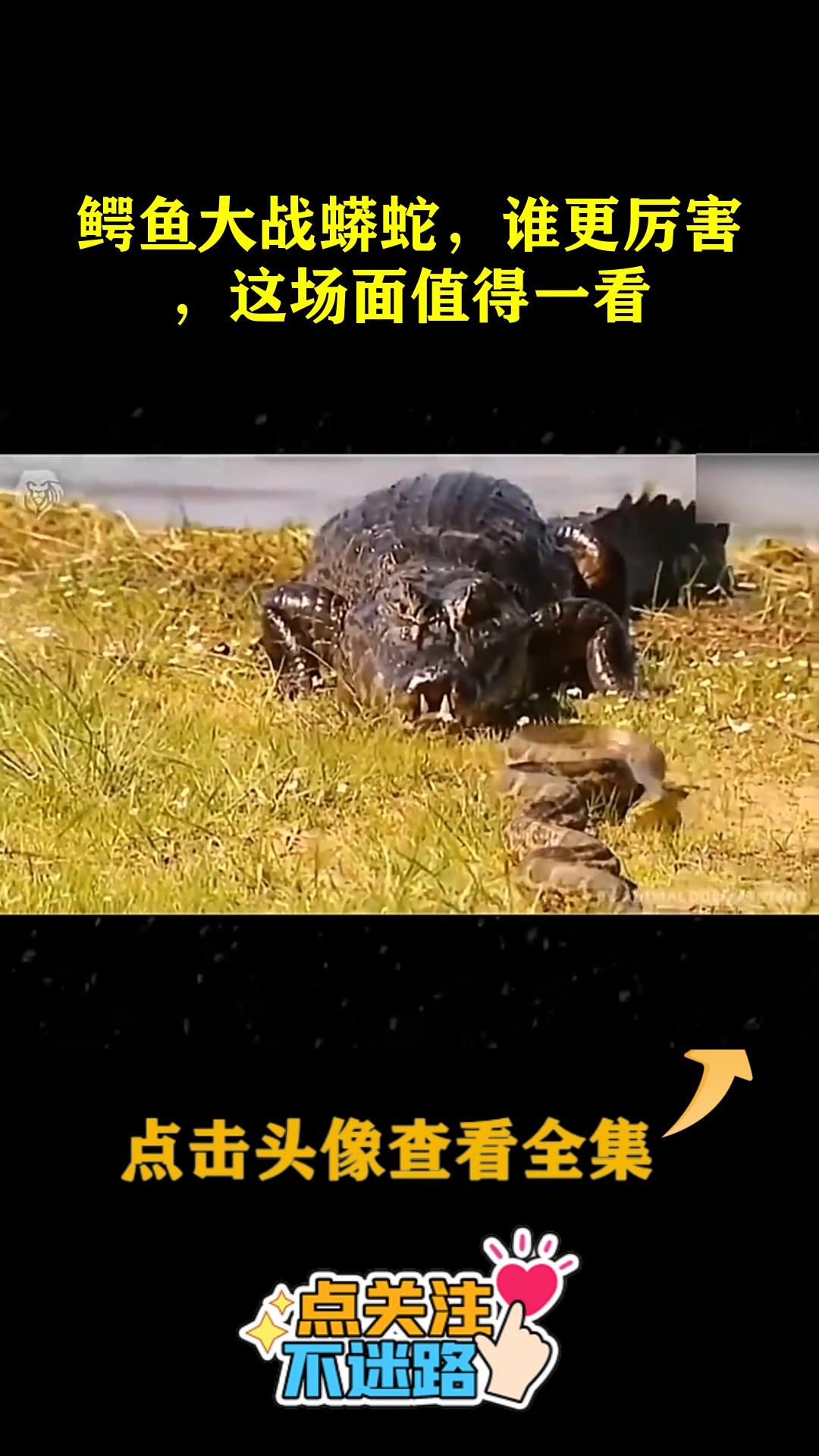 鳄鱼大战蟒蛇,谁更厉害,这场面值得一看