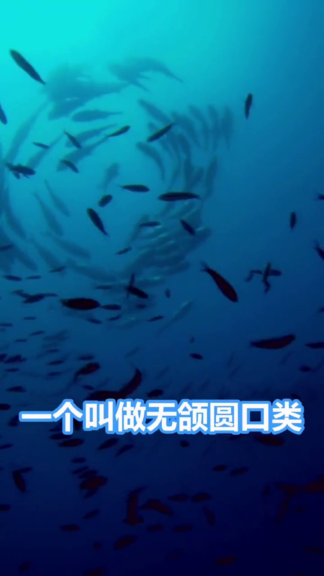 生命简史——地球最早的无颌鱼类。无颌?怎么吃饭呢?涨知识