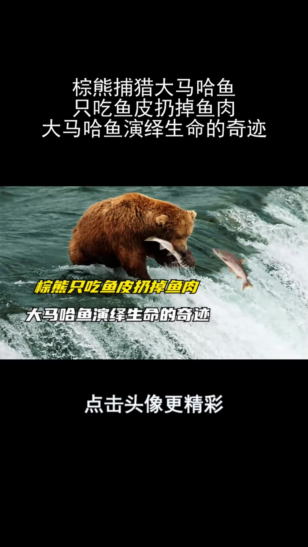 棕熊捕猎大马哈鱼,只吃鱼皮扔掉鱼肉,大马哈鱼演绎生命的奇迹