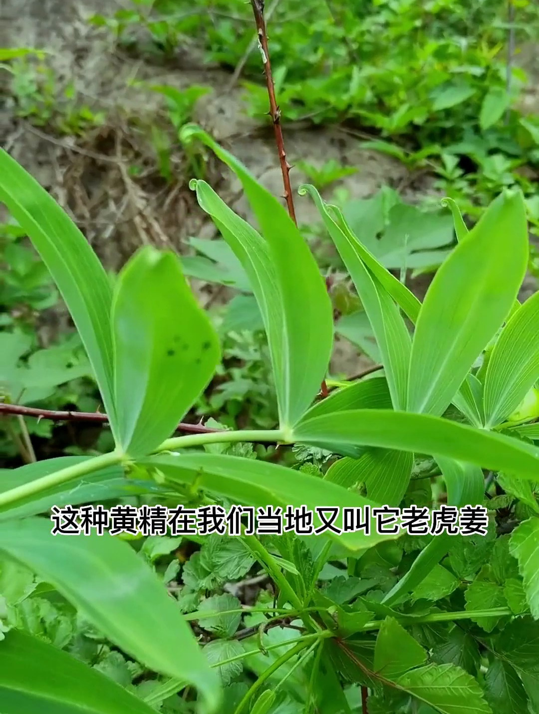 鸡头黄精 又叫鸡头参 老虎姜 山姜 你家乡有这种黄精吗