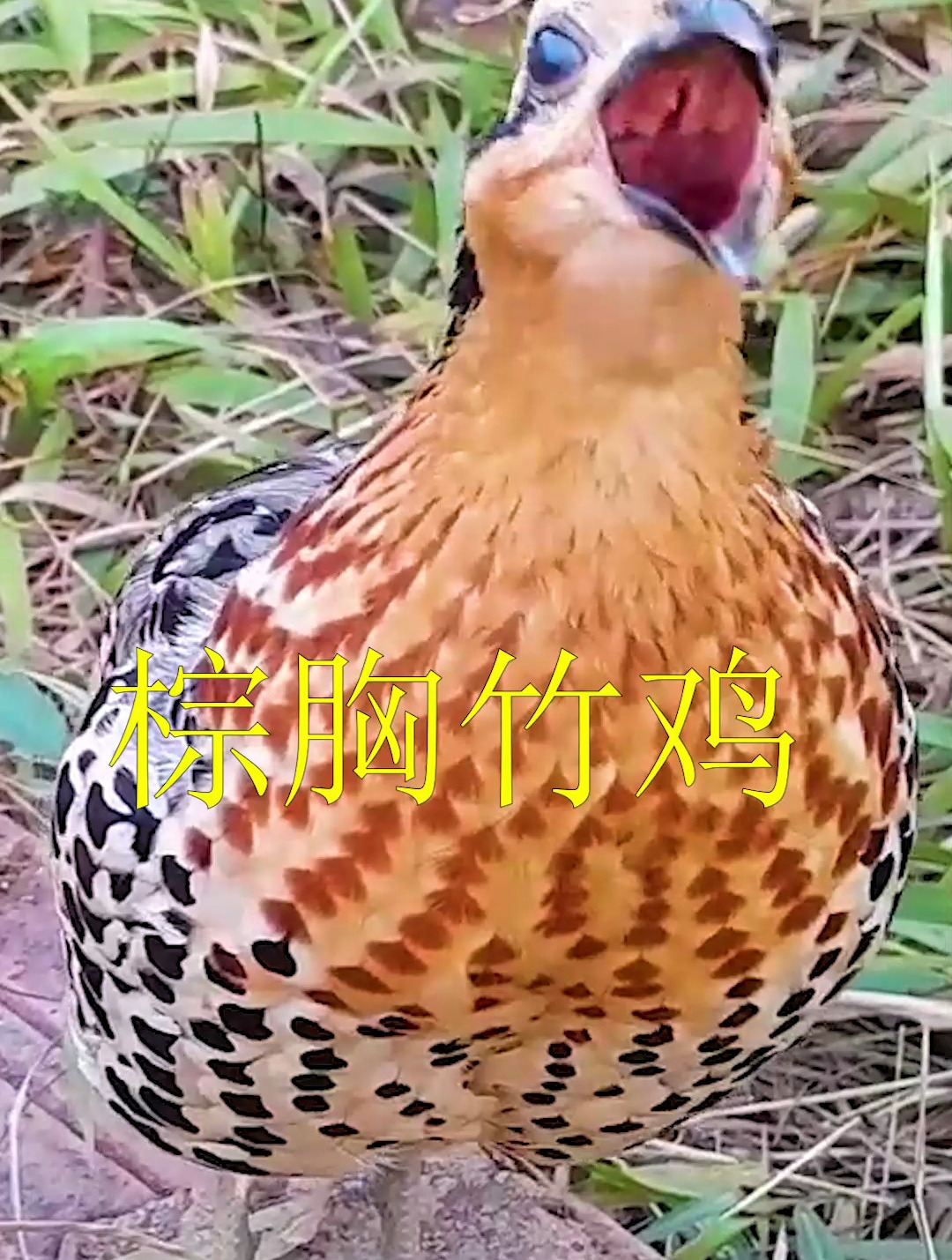 棕胸竹鸡的叫声,西南地区特有的鸟类