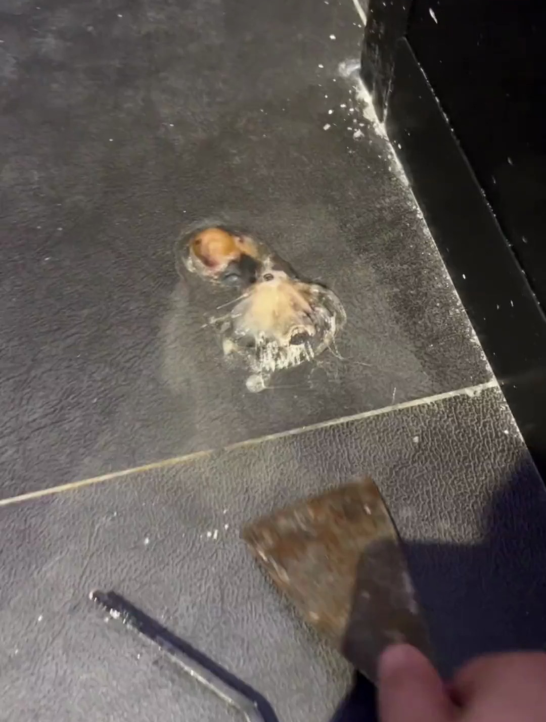 新到两只蓝环章鱼，结果一只直接含笑九泉，我咋这么背呢！