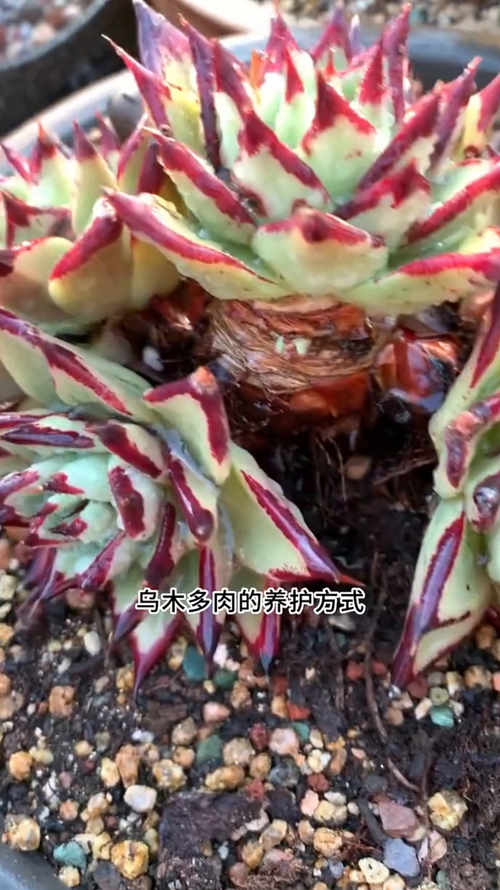乌木作为东云系多肉的代表品种,因为叶片刚劲有力和株型阳刚霸气而深受众多肉友的喜爱