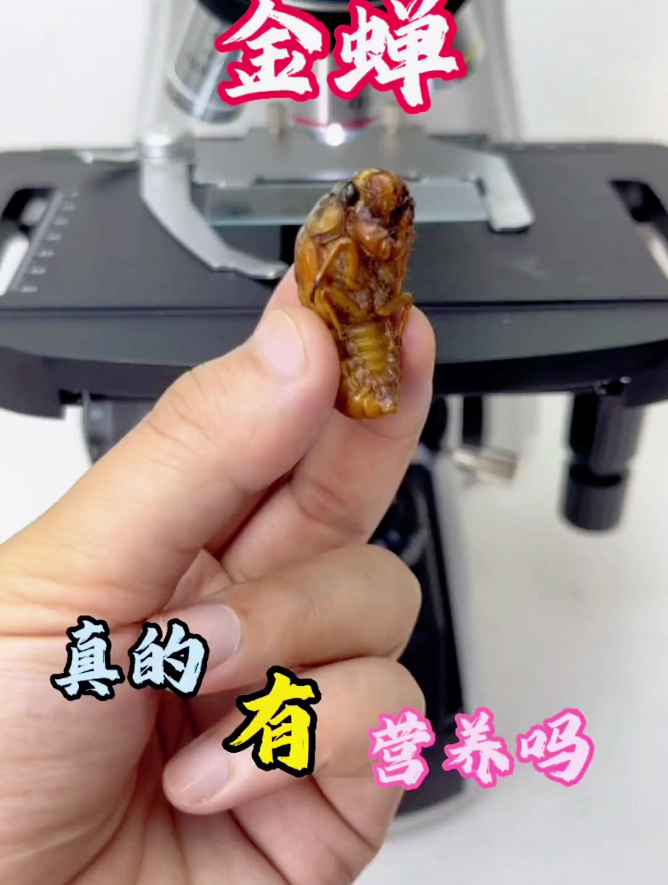 金蝉在你们家乡叫什么呢?你们知道它营养价值有多高吗?科普