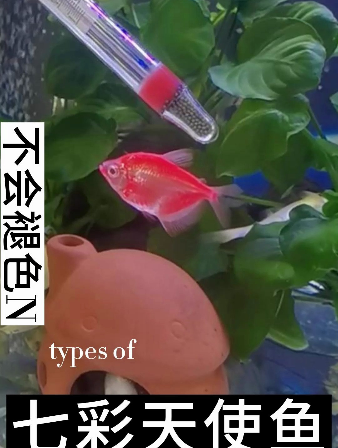 天使鱼水中的颜色精灵,一共有两个色系,每个色系有7种颜色