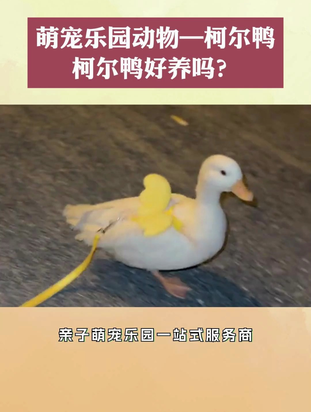 柯尔鸭好养吗?