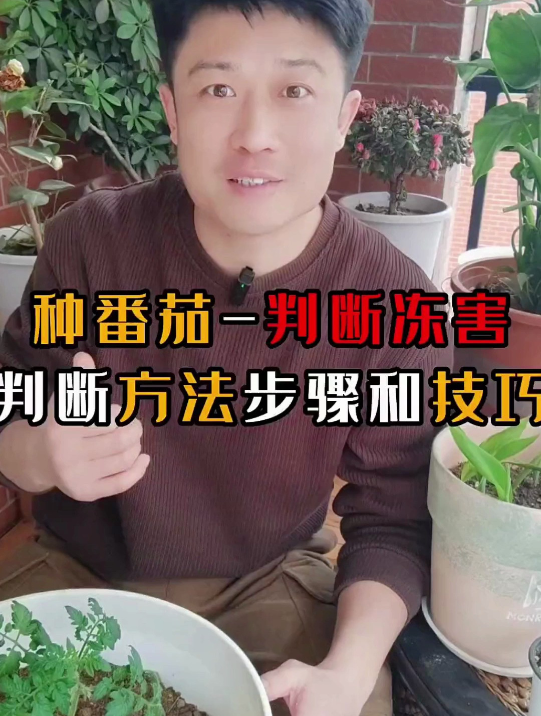 种番茄判断冻害判断方法步骤和技巧