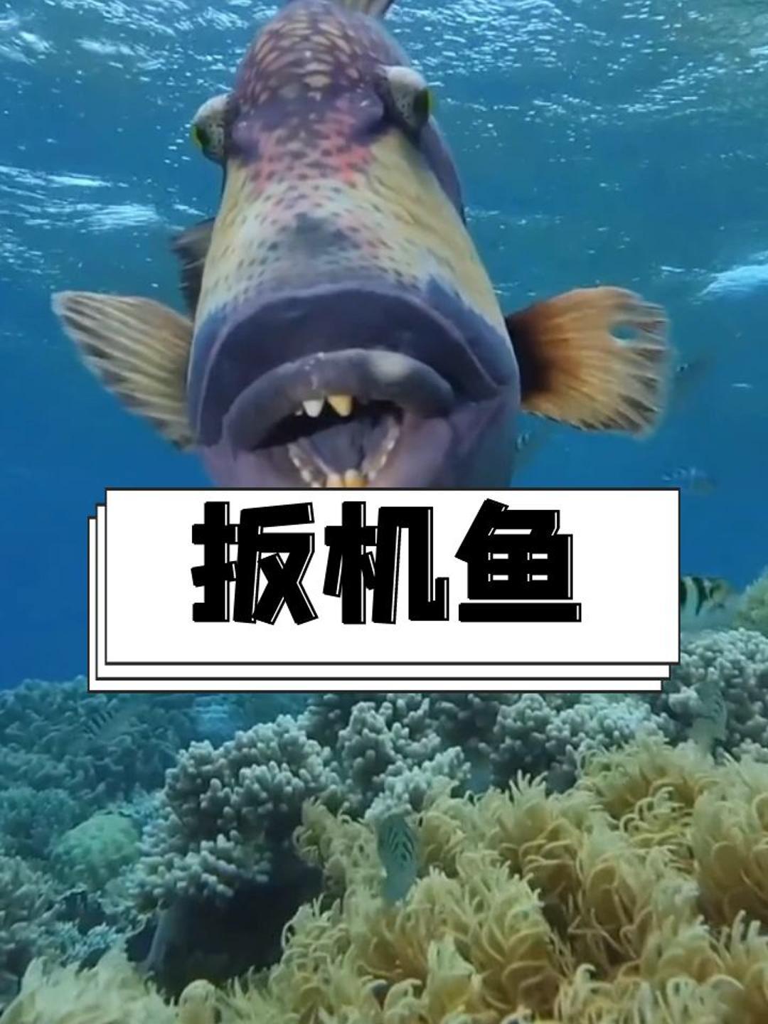 海底刺客-扳机鱼
