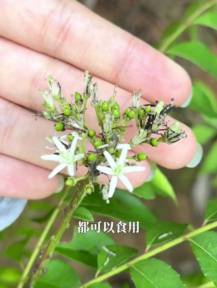 咖喱树长什么样?它的叶子,揉搓下很香!