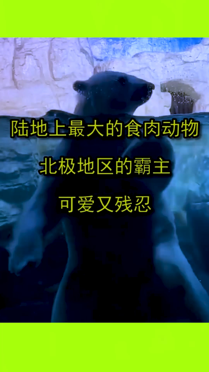陆地上最大的食肉动物,北极地区的霸主,可爱又残忍