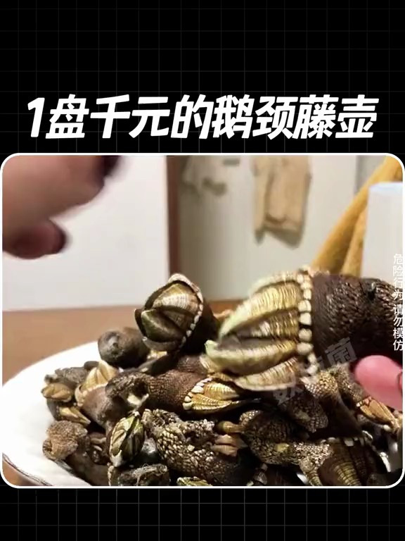 鹅颈藤壶是如何采摘的?1盘就要千元你想吃吗?鲸鱼身上能吃不?