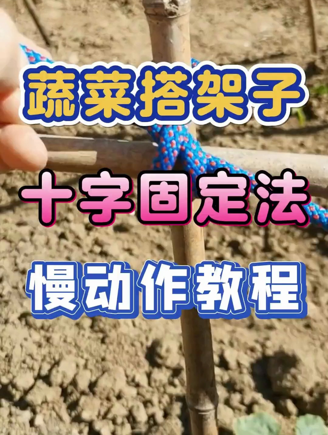 黄瓜、豆角、番茄、茄子等蔬菜种植搭架子十字固定法慢动作教程