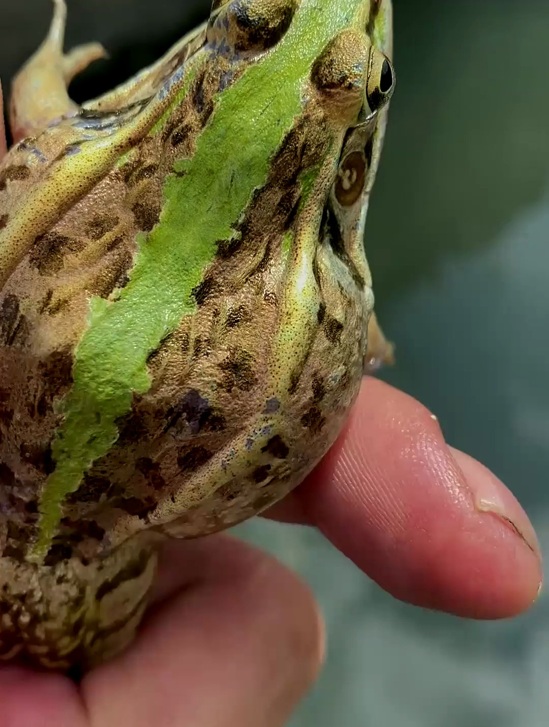 田鸡虎纹蛙都是它你见过吗……