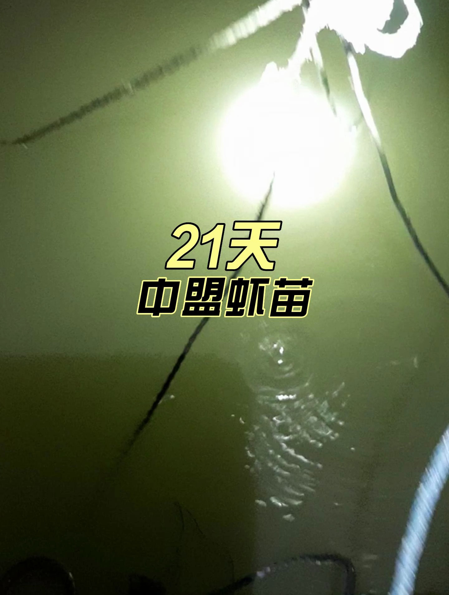厉害了!淡水养虾,21天的虾苗,就生长这么好!
