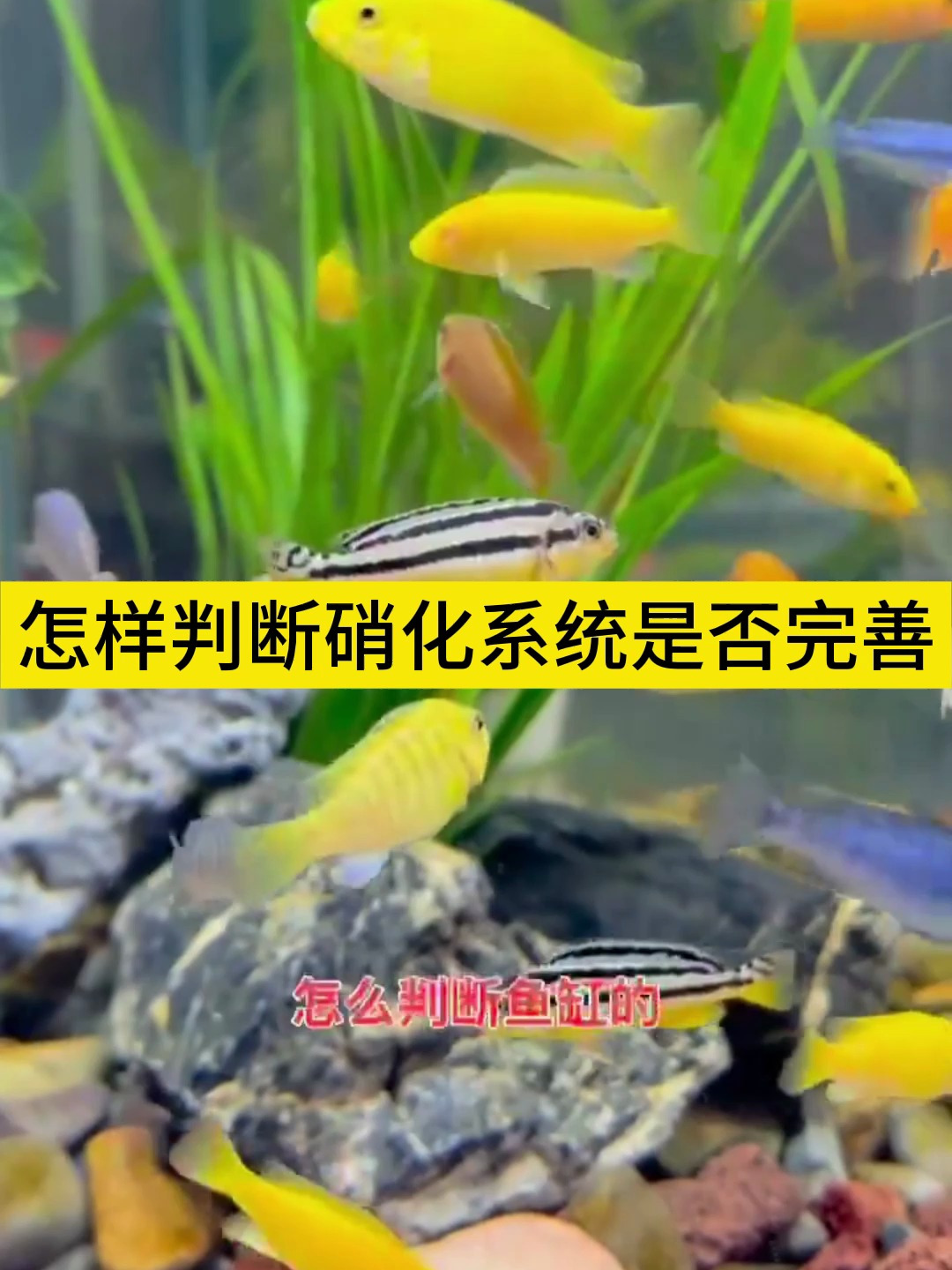 如何判断硝化系统是否完善?看完你就知道了!