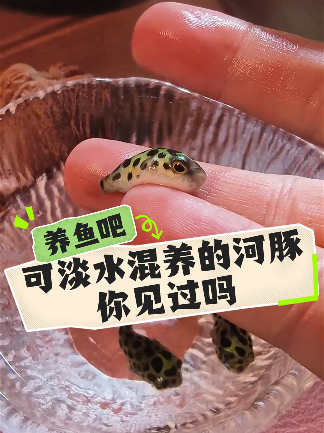 可淡水混养的河豚鱼,你见过吗