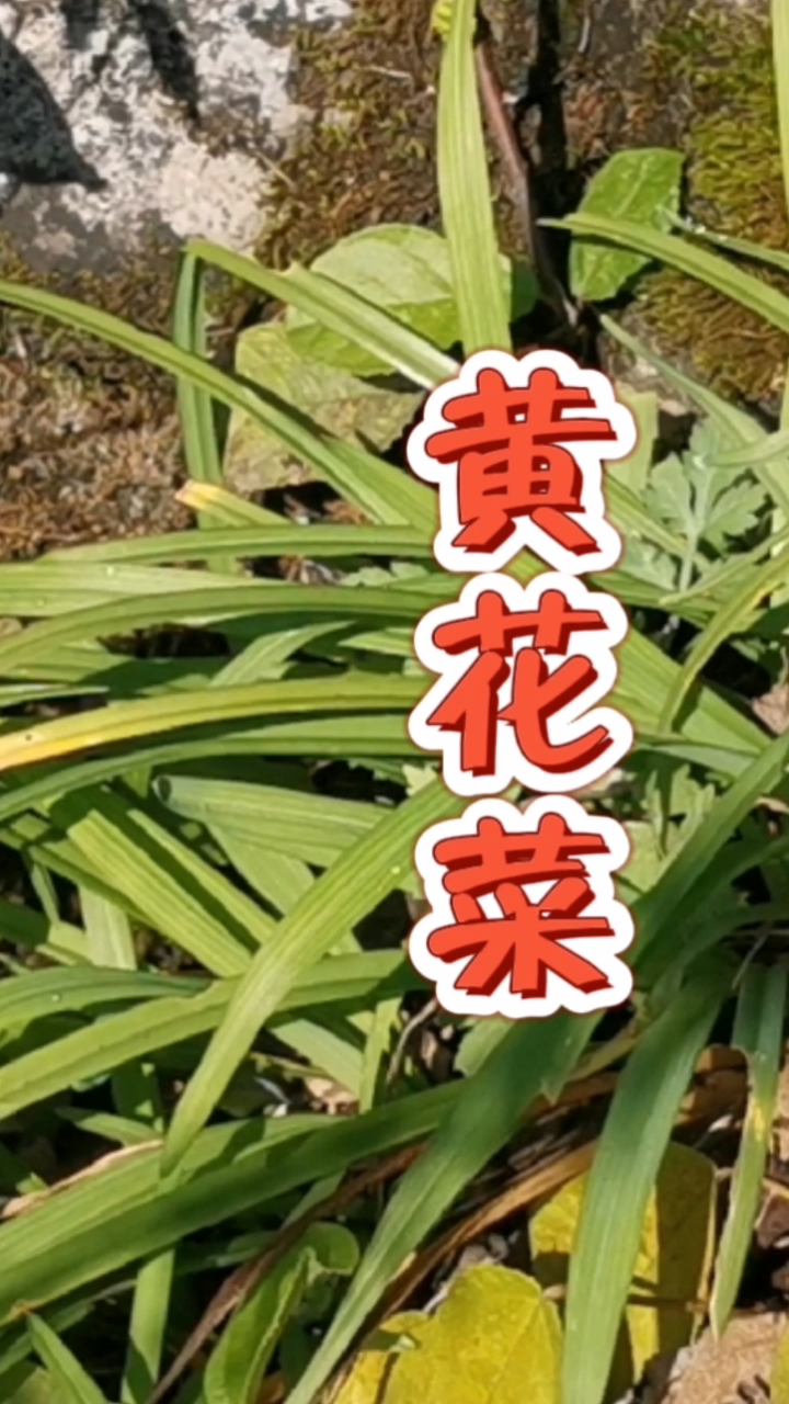 黄花菜的食用方法和禁忌你知道多少?根还能入药,今天又涨知识了