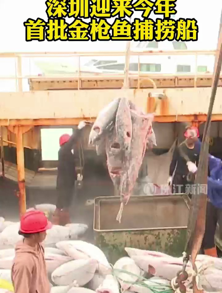 最重300斤!深圳今年首批金枪鱼上岸!