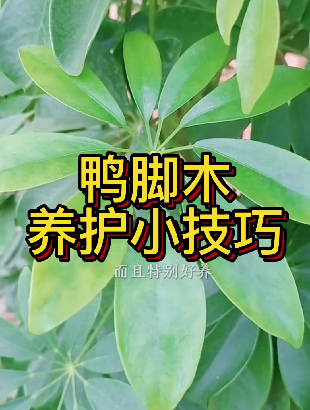 鸭脚木养护小技巧