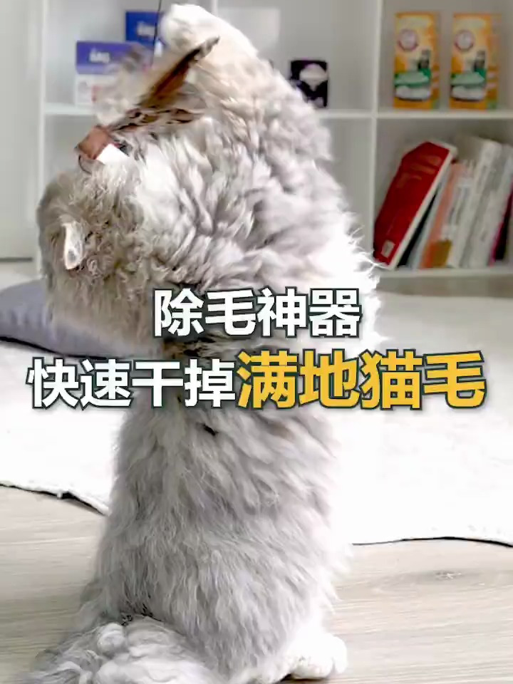 满地猫毛的生活,到底该怎么处理才好?别人生活一地鸡毛