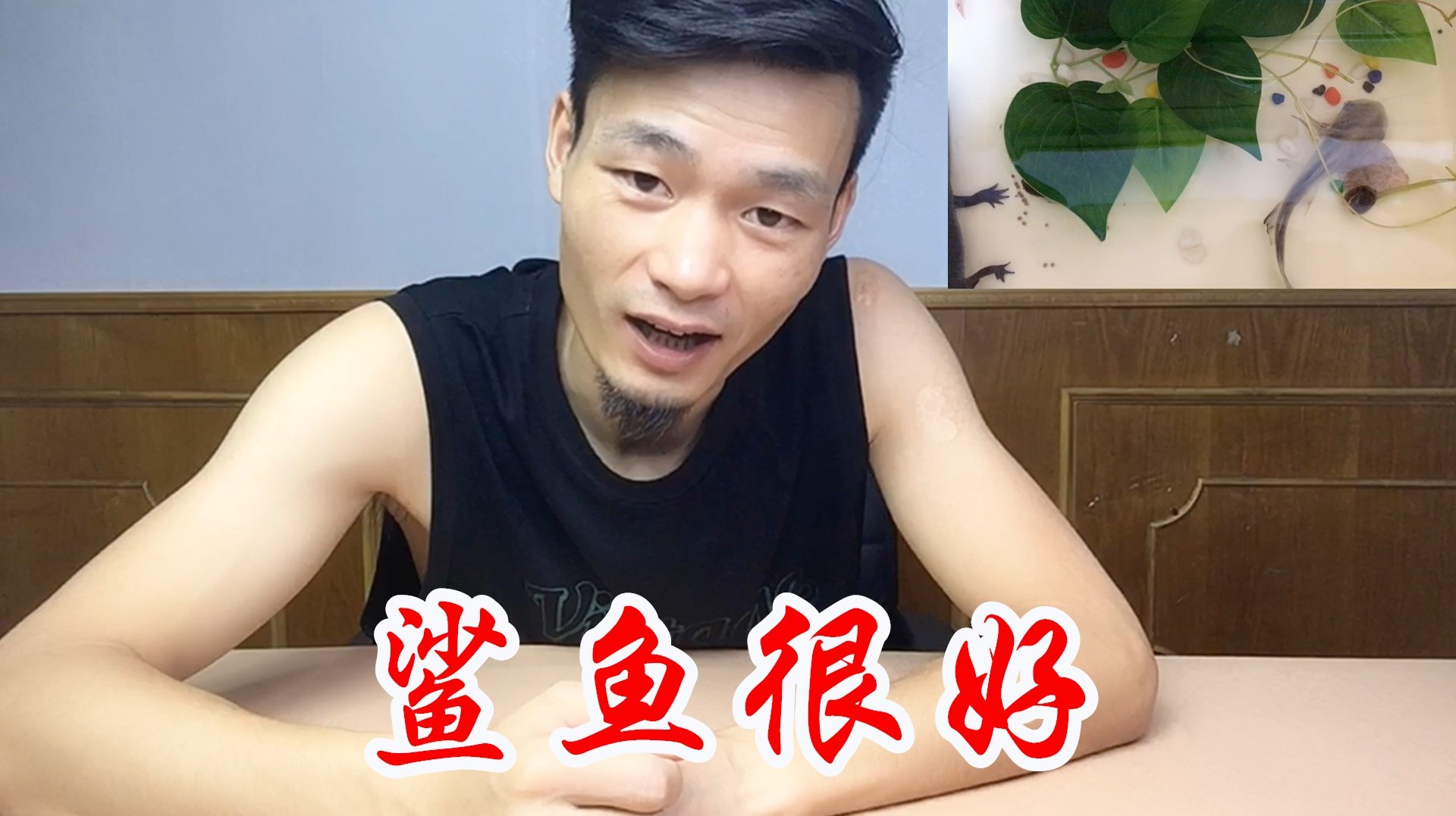 鲨鱼现状很好，粉丝朋友不用担心，并且可以和恐龙鱼和睦相处