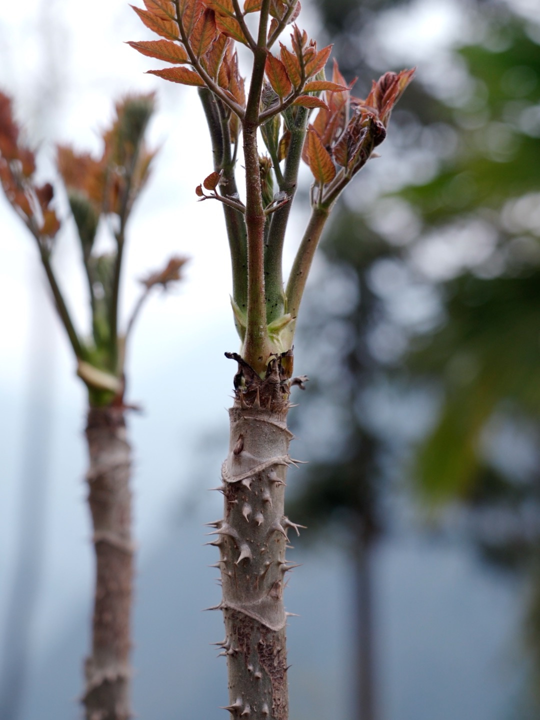 浑身长满刺的山间美味,又被称作“树上人参”的野菜,你吃过吗?