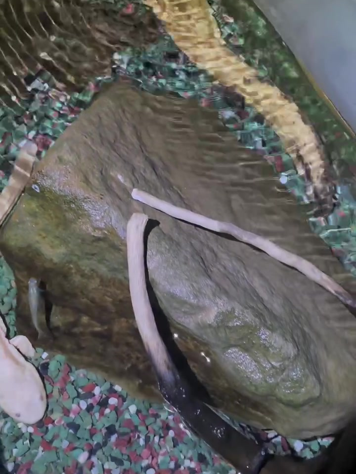 “变异娃娃鱼”万里挑一的白化娃娃鱼,可爱吗?